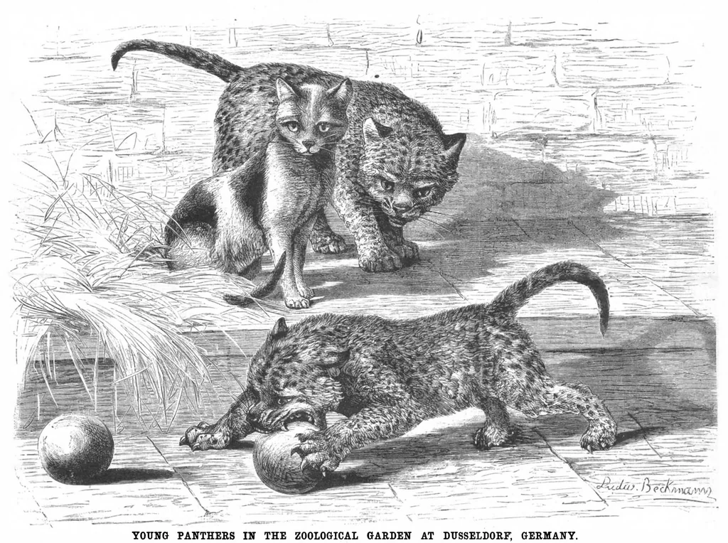 An illustration from Scientific American, Vol. 50, No. 9 (March 1884), 1884, leaf 8