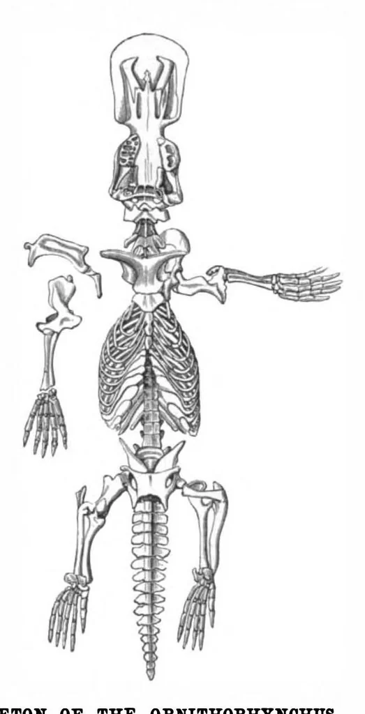An illustration from Scientific American, Vol. 50, No. 11 (March 1884), 1884, leaf 8