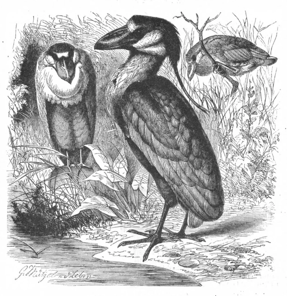 An illustration from Scientific American, Vol. 50, No. 13 (March 1884), 1884, leaf 8