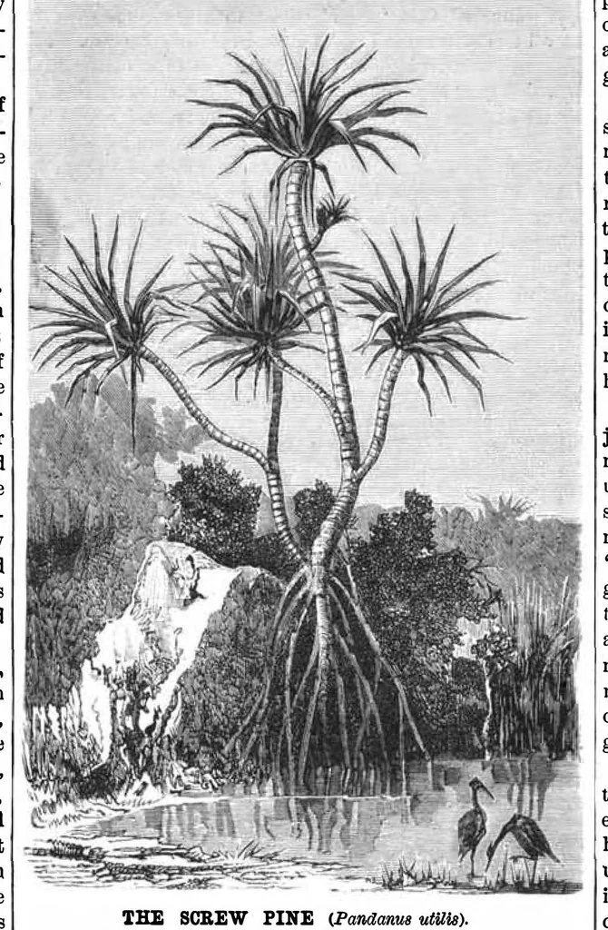 An illustration from Scientific American, Vol. 50, No. 20 (May 1884), 1884, leaf 7