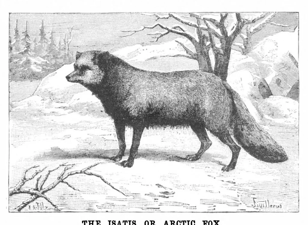 An illustration from Scientific American, Vol. 50, No. 23 (June 1884), 1884, leaf 8