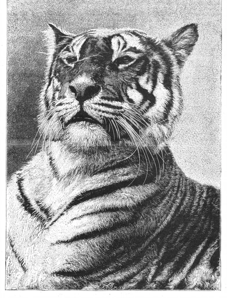 An illustration from Scientific American, Vol. 50, No. 24 (June 1884), 1884, leaf 8