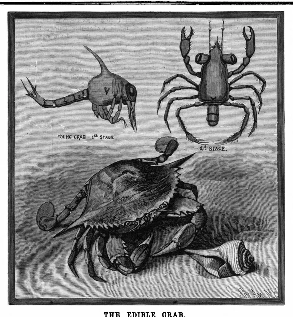 An illustration from Scientific American, Vol. 51, No. 14 (October 1884), 1884, leaf 8