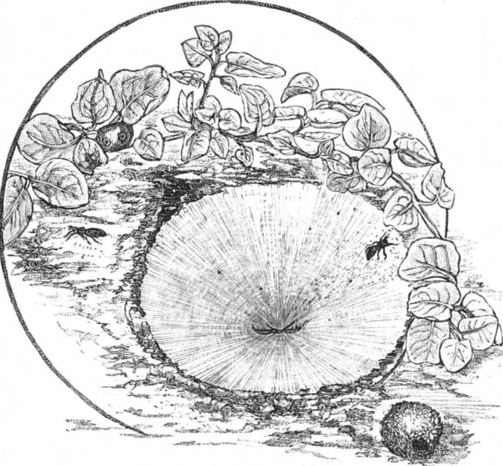 An illustration from Scientific American, Vol. 51, No. 15 (October 1884), 1884, leaf 8