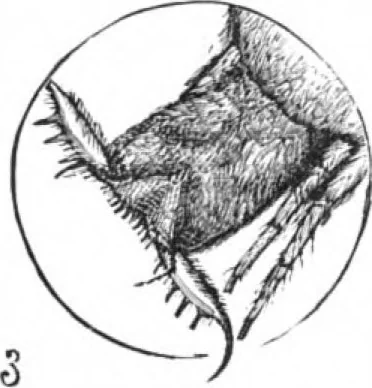 An illustration from Scientific American, Vol. 51, No. 15 (October 1884), 1884, leaf 8