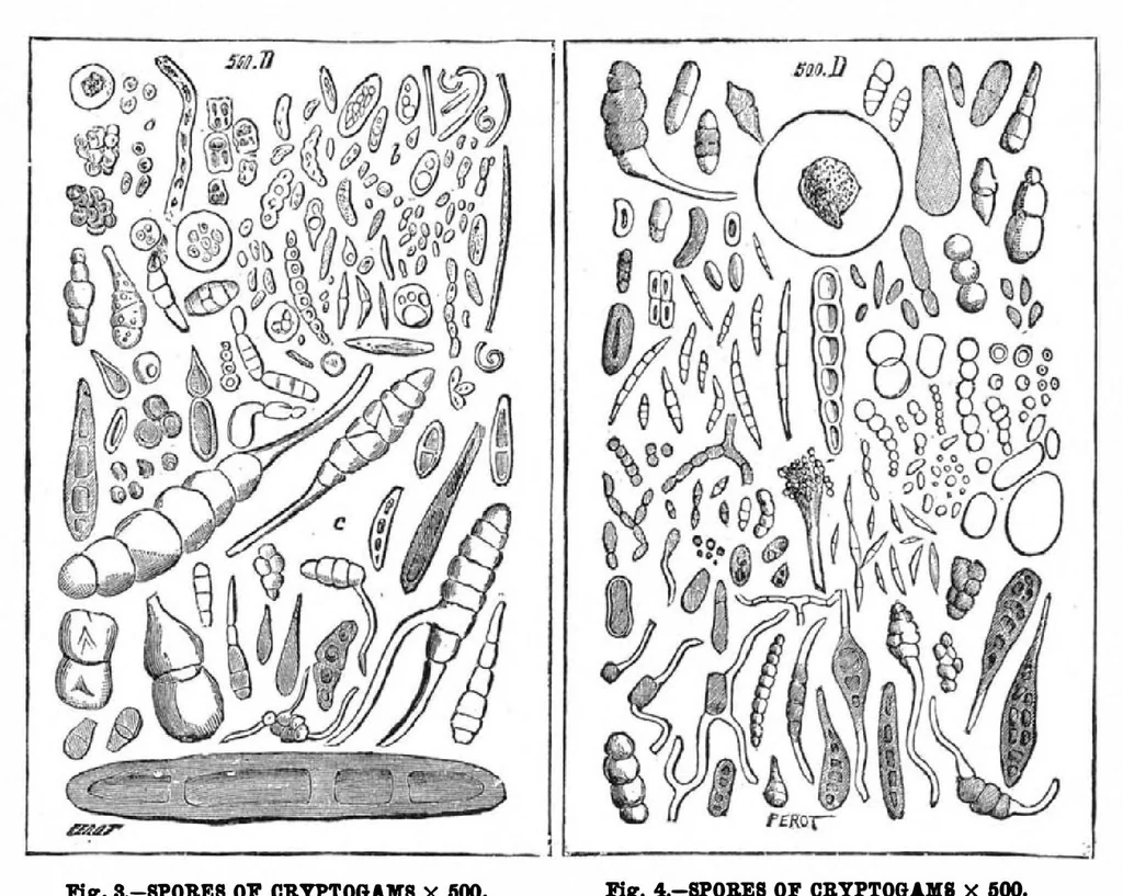 An illustration from Scientific American, Vol. 51, No. 18 (November 1884), 1884, leaf 8