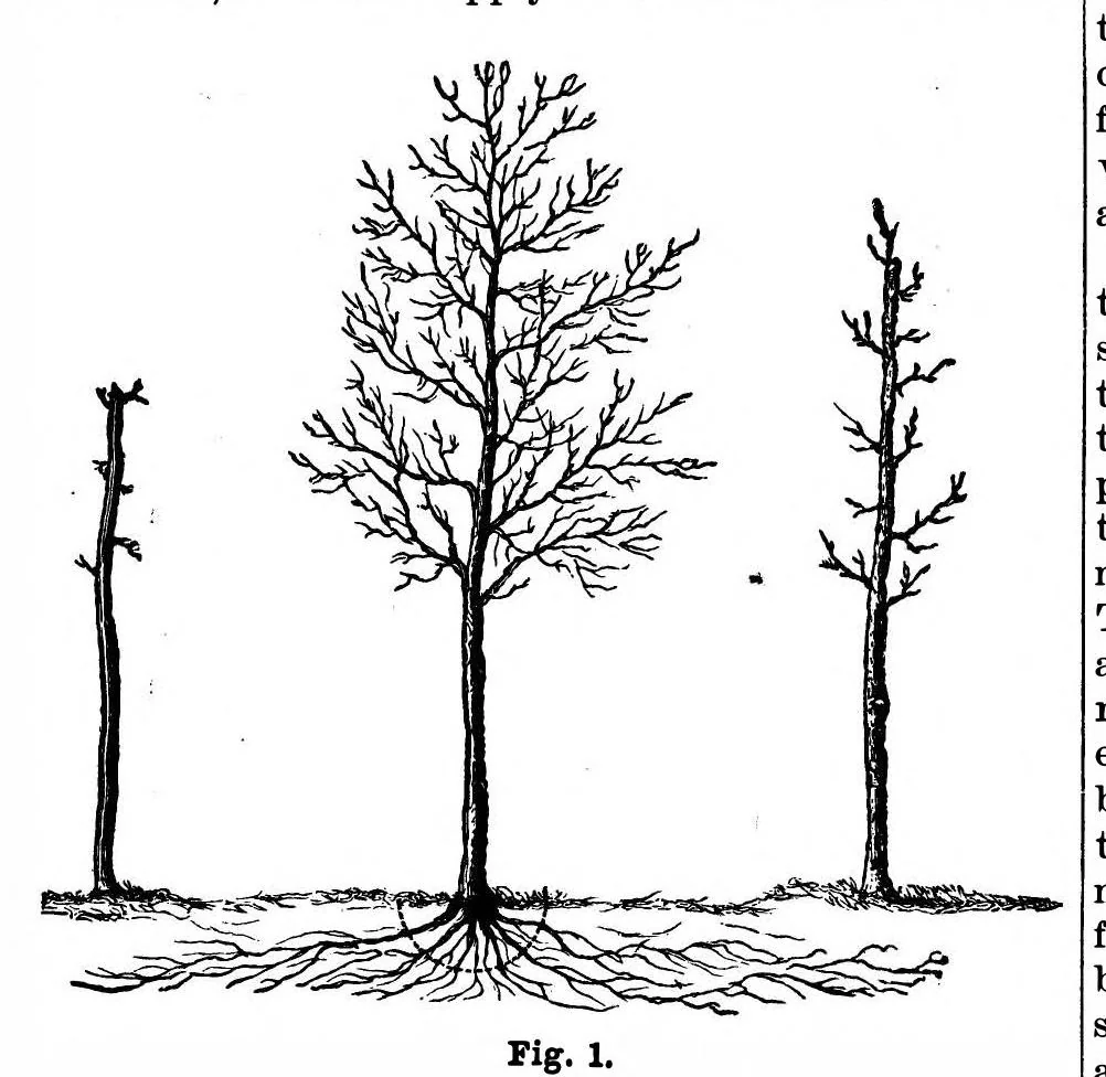 An illustration from Scientific American, Vol. 52, No. 17 (April 1885), 1885, leaf 9