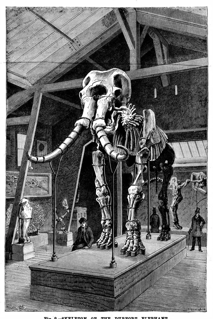 An illustration from Scientific American, Vol. 52, No. 19 (May 1885), 1885, leaf 8
