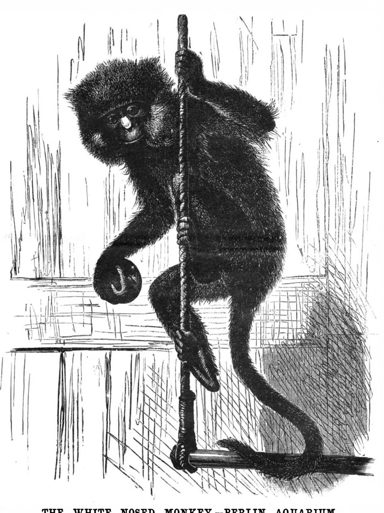 An illustration from Scientific American, Vol. 52, No. 23 (June 1885), 1885, leaf 8