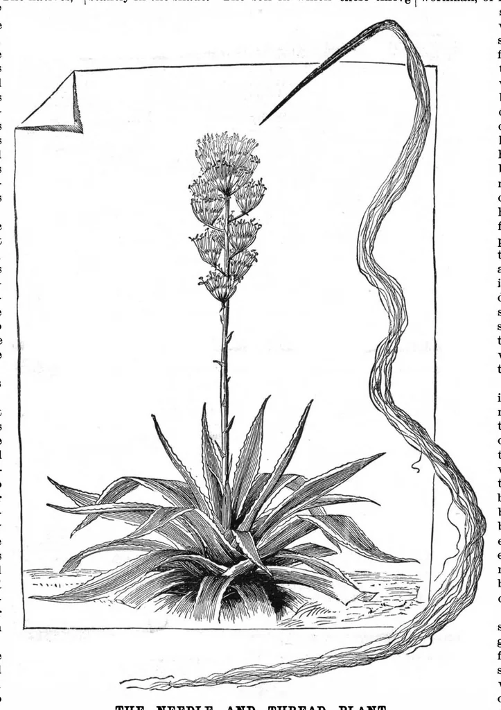 An illustration from Scientific American, Vol. 52, No. 26 (June 1885), 1885, leaf 8