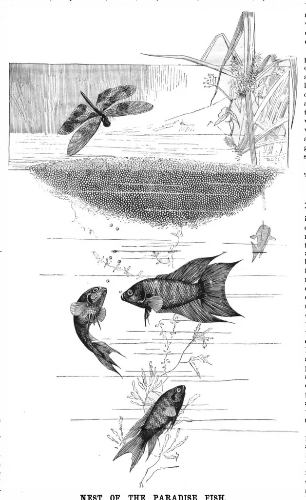 An illustration from Scientific American, Vol. 53, No. 2 (July 1885), 1885, leaf 8