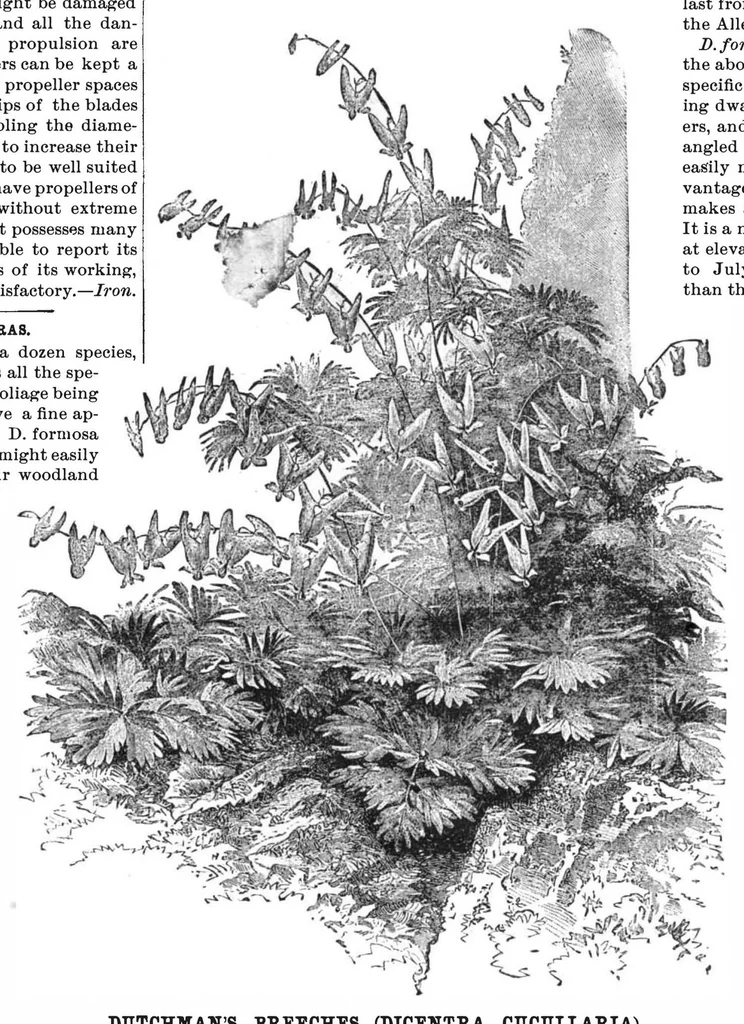 An illustration from Scientific American, Vol. 53, No. 5 (August 1885), 1885, leaf 8