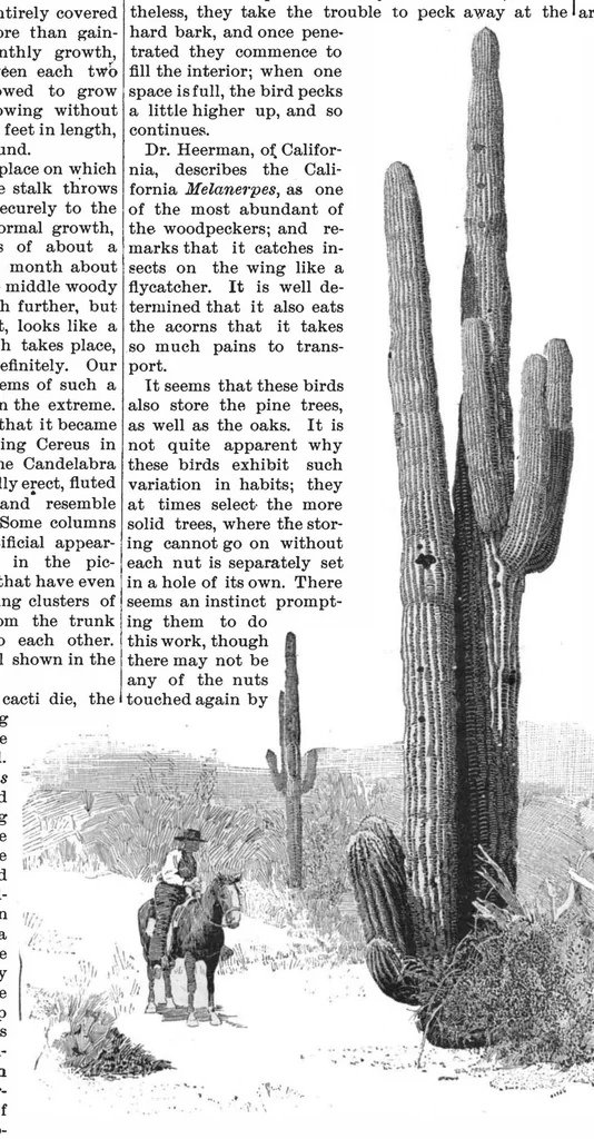 An illustration from Scientific American, Vol. 53, No. 24 (December 1885), 1885, leaf 8