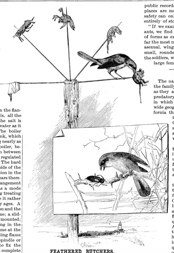 An illustration from Scientific American, Vol. 54, No. 5 (January 1886), 1886, leaf 8