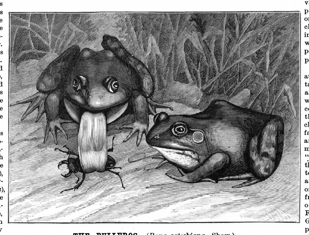 An illustration from Scientific American, Vol. 54, No. 7 (February 1886), 1886, leaf 8