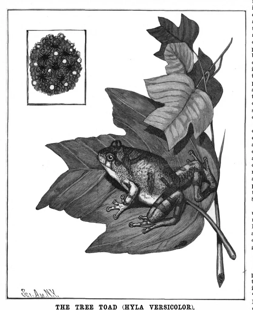 An illustration from Scientific American, Vol. 54, No. 17 (April 1886), 1886, leaf 9