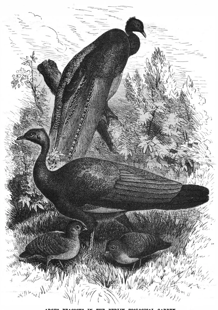 An illustration from Scientific American, Vol. 54, No. 20 (May 1886), 1886, leaf 10