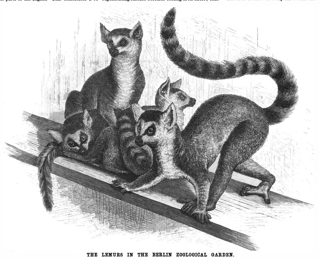 An illustration from Scientific American, Vol. 54, No. 22 (May 1886), 1886, leaf 8