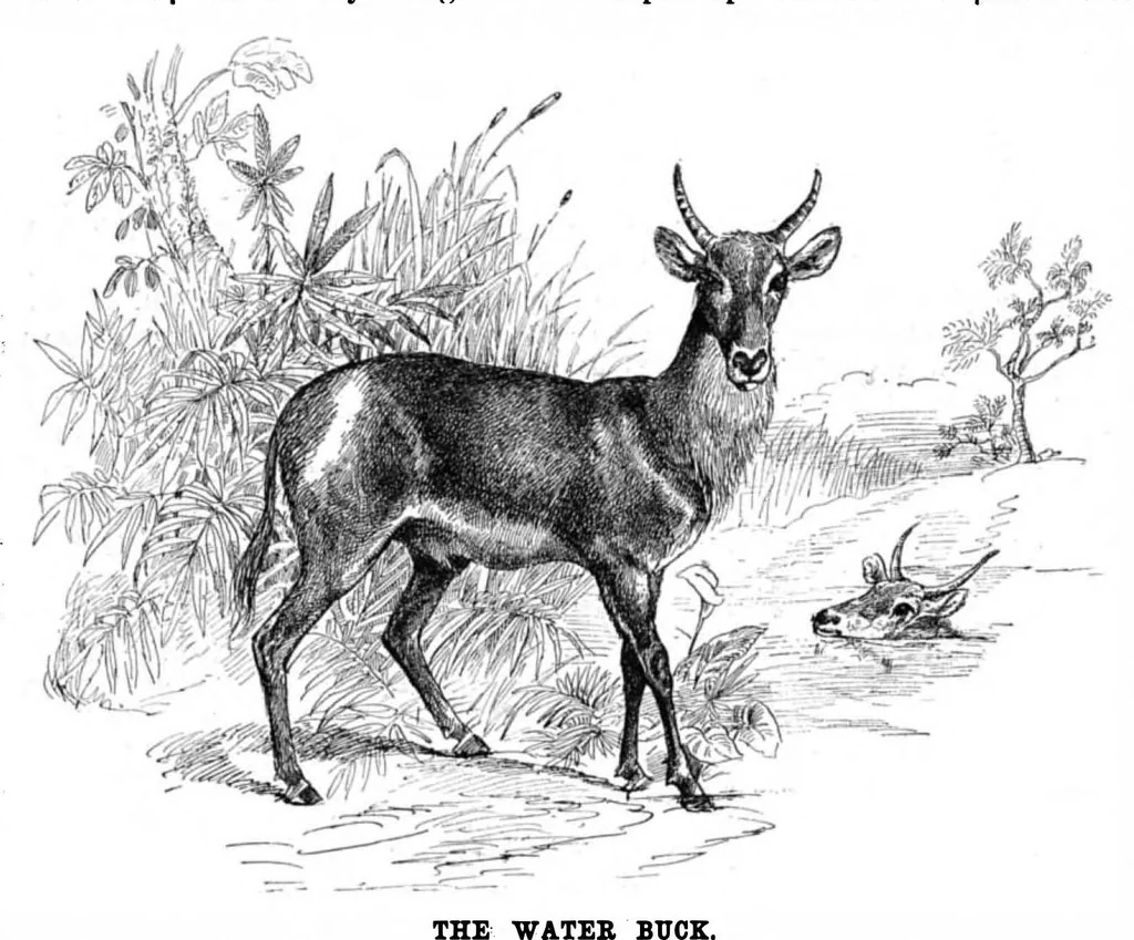 An illustration from Scientific American, Vol. 54, No. 26 (June 1886), 1886, leaf 8
