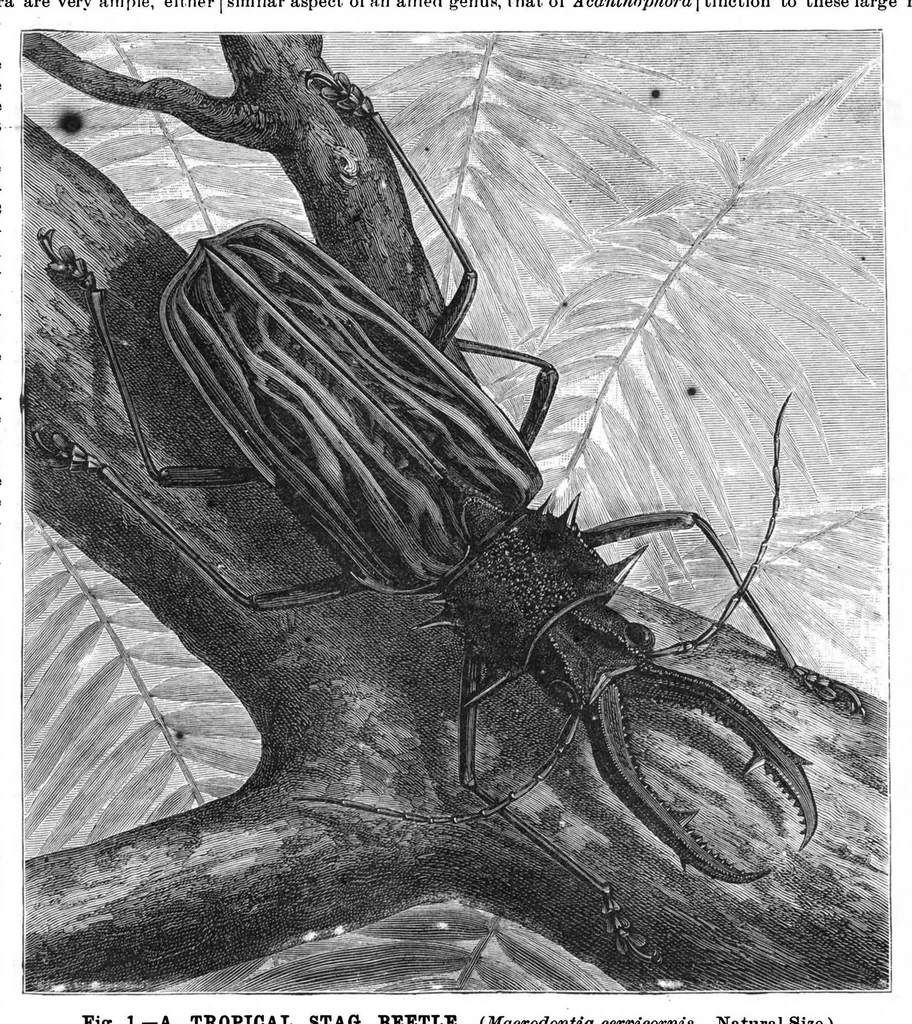 An illustration from Scientific American, Vol. 55, No. 14 (October 1886), 1886, leaf 10