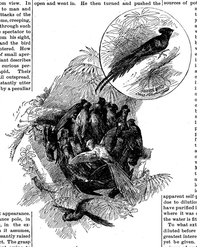An illustration from Scientific American, Vol. 55, No. 15 (October 1886), 1886, leaf 10