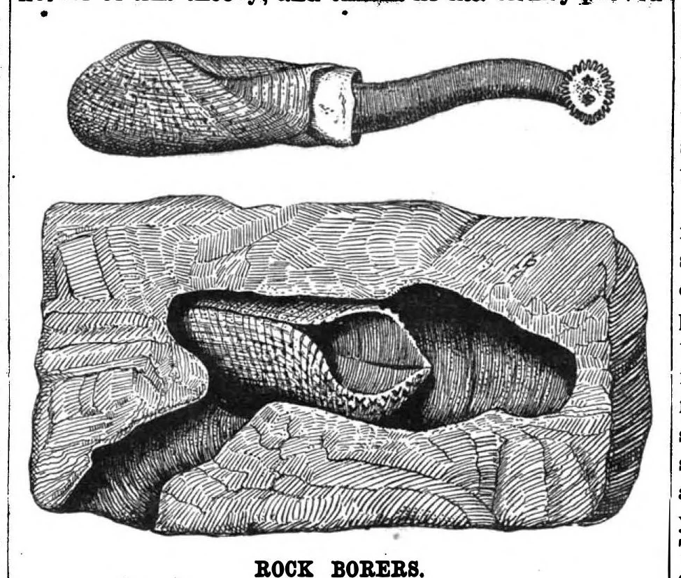 An illustration from Scientific American, Vol. 55, No. 20 (November 1886), 1886, leaf 9