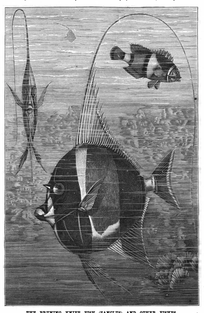 An illustration from Scientific American, Vol. 55, No. 21 (November 1886), 1886, leaf 10