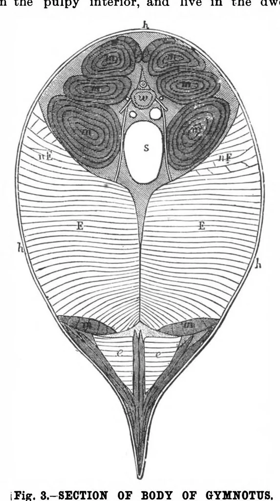 An illustration from Scientific American, Vol. 55, No. 25 (December 1886), 1886, leaf 8