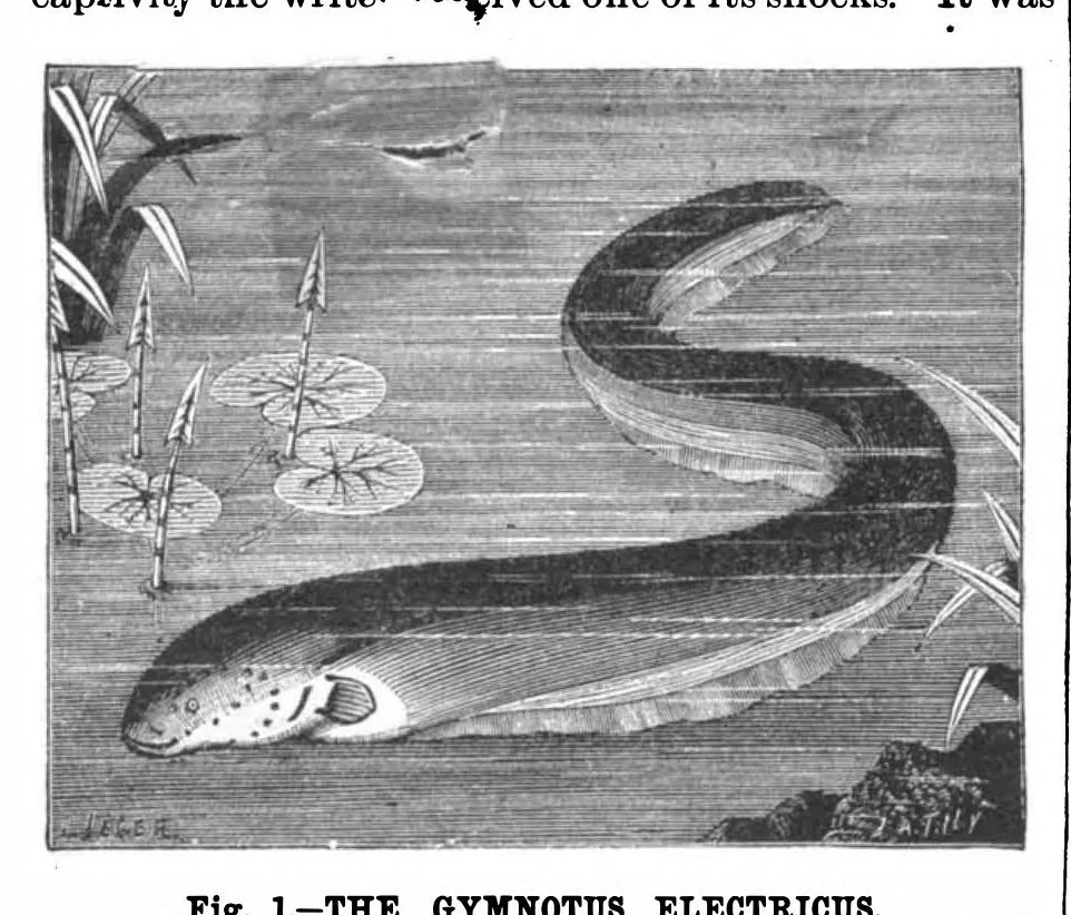 An illustration from Scientific American, Vol. 55, No. 25 (December 1886), 1886, leaf 8