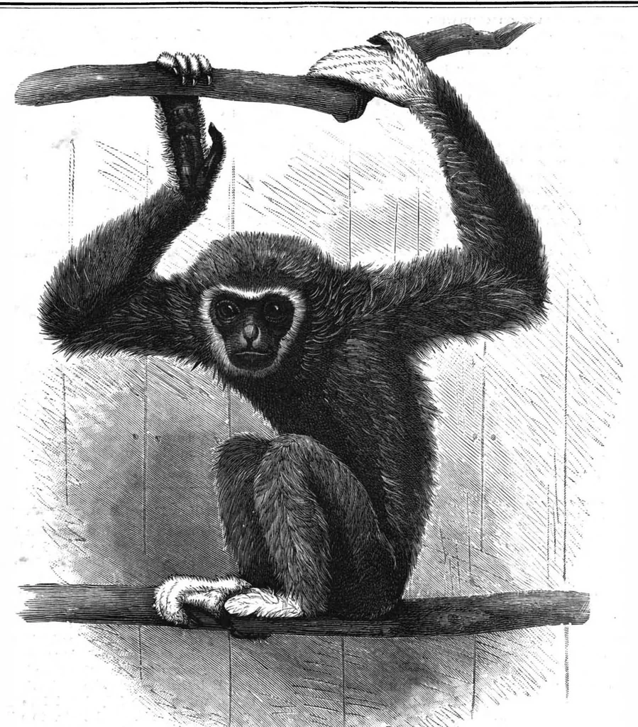 An illustration from Scientific American, Vol. 56, No. 2 (January 1887), 1887, leaf 8