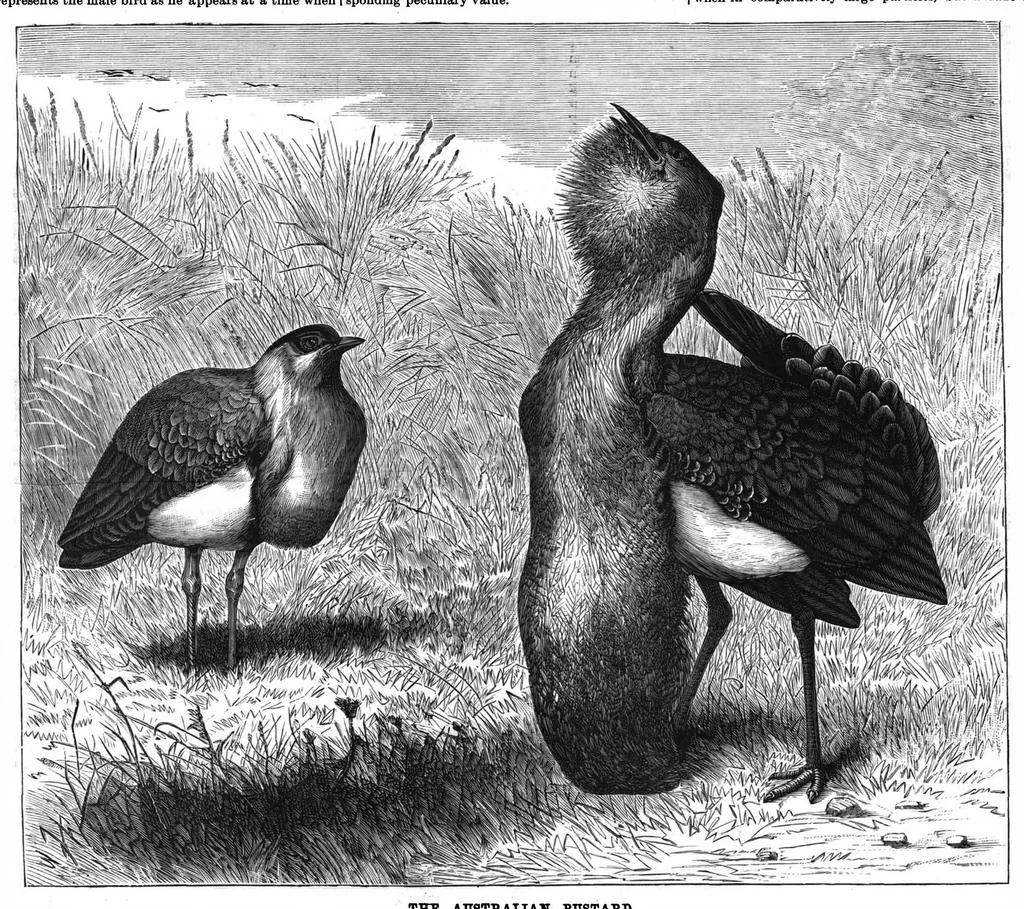 An illustration from Scientific American, Vol. 56, No. 7 (February 1887), 1887, leaf 8