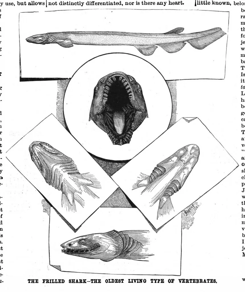An illustration from Scientific American, Vol. 56, No. 9 (February 1887), 1887, leaf 3