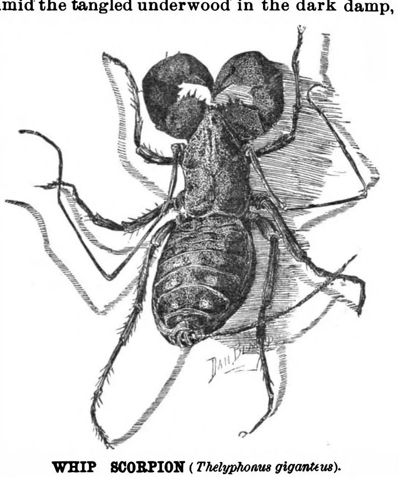 An illustration from Scientific American, Vol. 56, No. 10 (March 1887), 1887, leaf 10