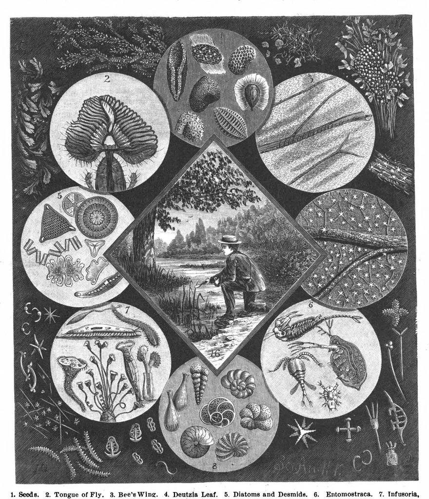 An illustration from Scientific American, Vol. 56, No. 16 (April 1887), 1887, leaf 8