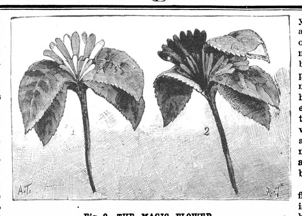 An illustration from Scientific American, Vol. 56, No. 18 (April 1887), 1887, leaf 8