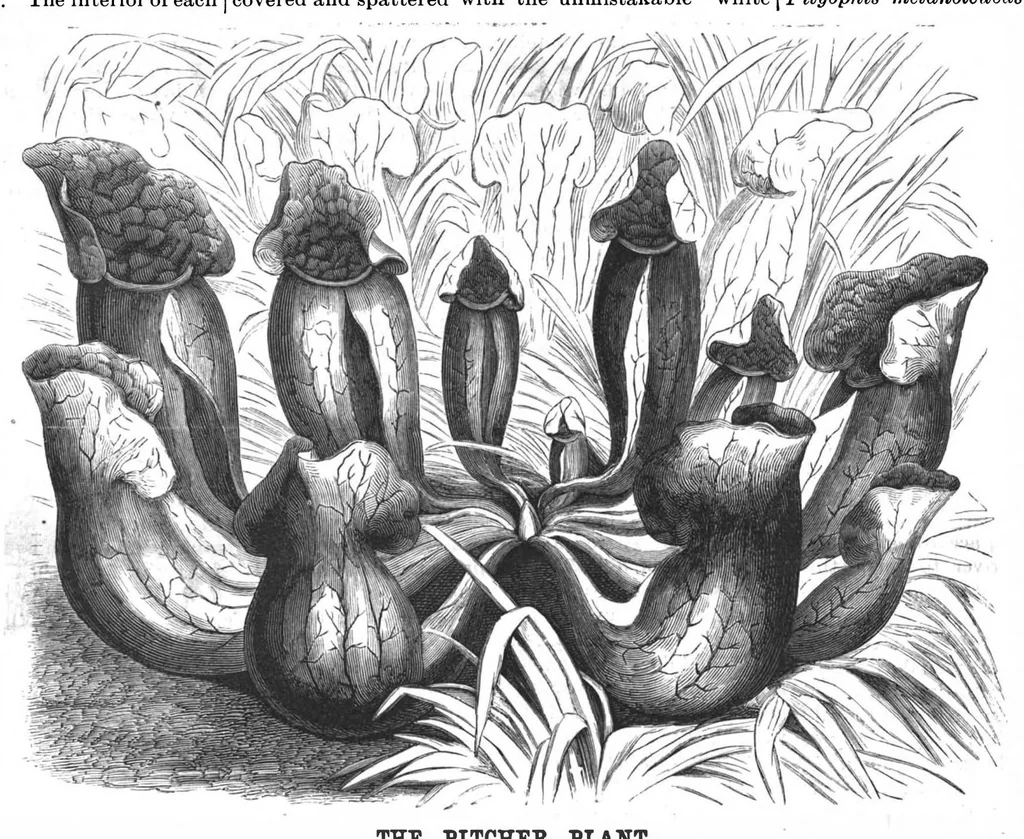 An illustration from Scientific American, Vol. 56, No. 23 (June 1887), 1887, leaf 8