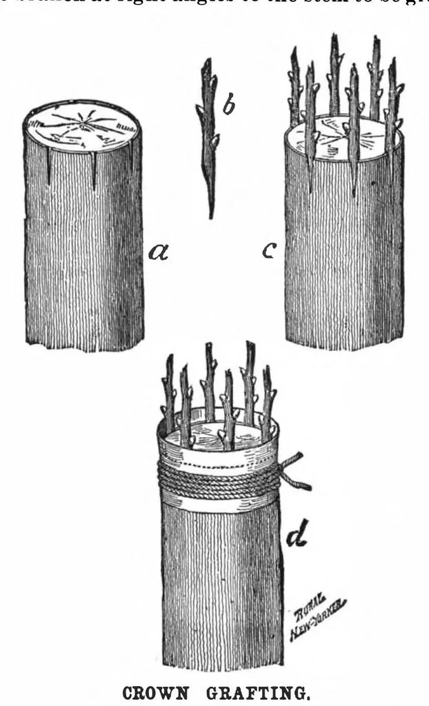 An illustration from Scientific American, Vol. 56, No. 24 (June 1887), 1887, leaf 6