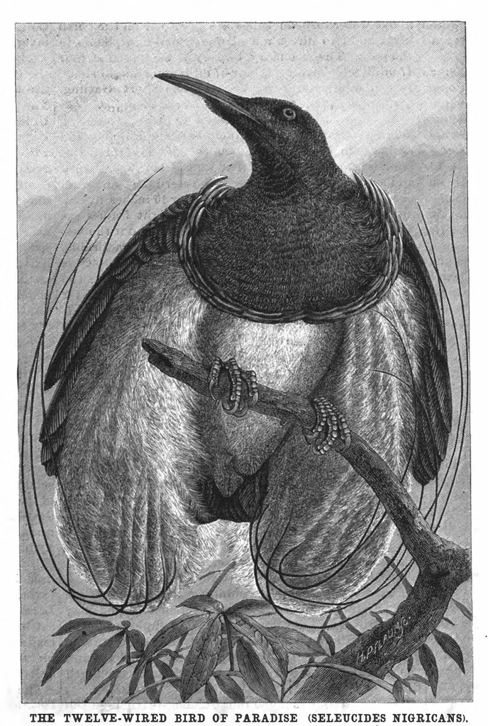 An illustration from Scientific American, Vol. 56, No. 26 (June 1887), 1887, leaf 8