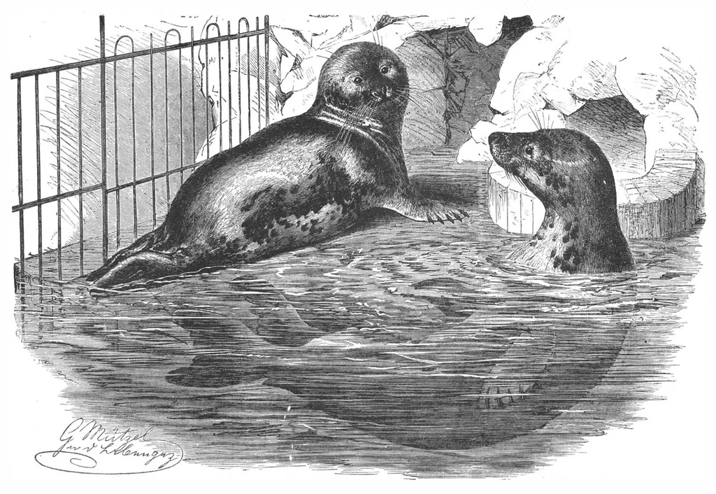 An illustration from Scientific American, Vol. 57, No. 5 (July 1887), 1887, leaf 8