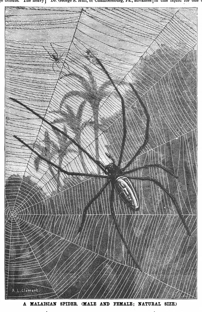 An illustration from Scientific American, Vol. 57, No. 6 (August 1887), 1887, leaf 8