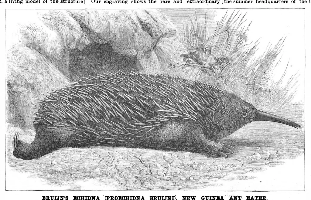 An illustration from Scientific American, Vol. 57, No. 9 (August 1887), 1887, leaf 8