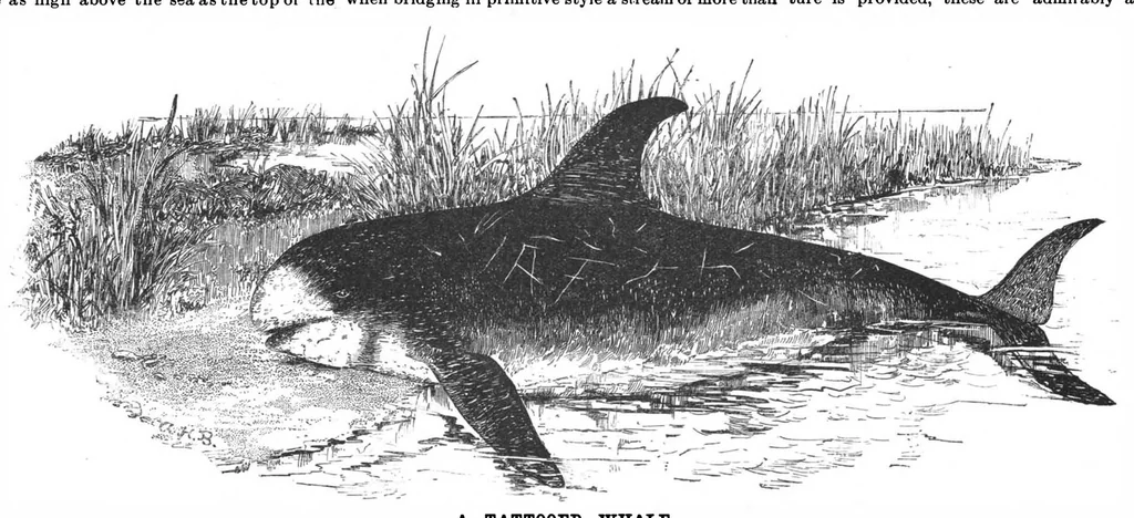 An illustration from Scientific American, Vol. 57, No. 9 (August 1887), 1887, leaf 8