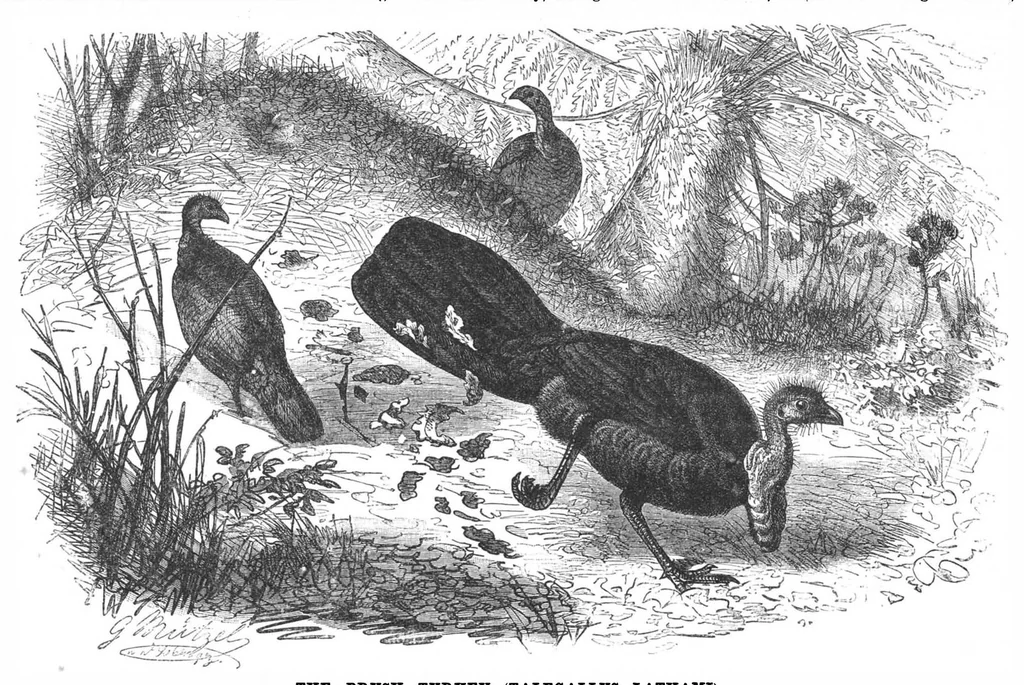 An illustration from Scientific American, Vol. 57, No. 11 (September 1887), 1887, leaf 3