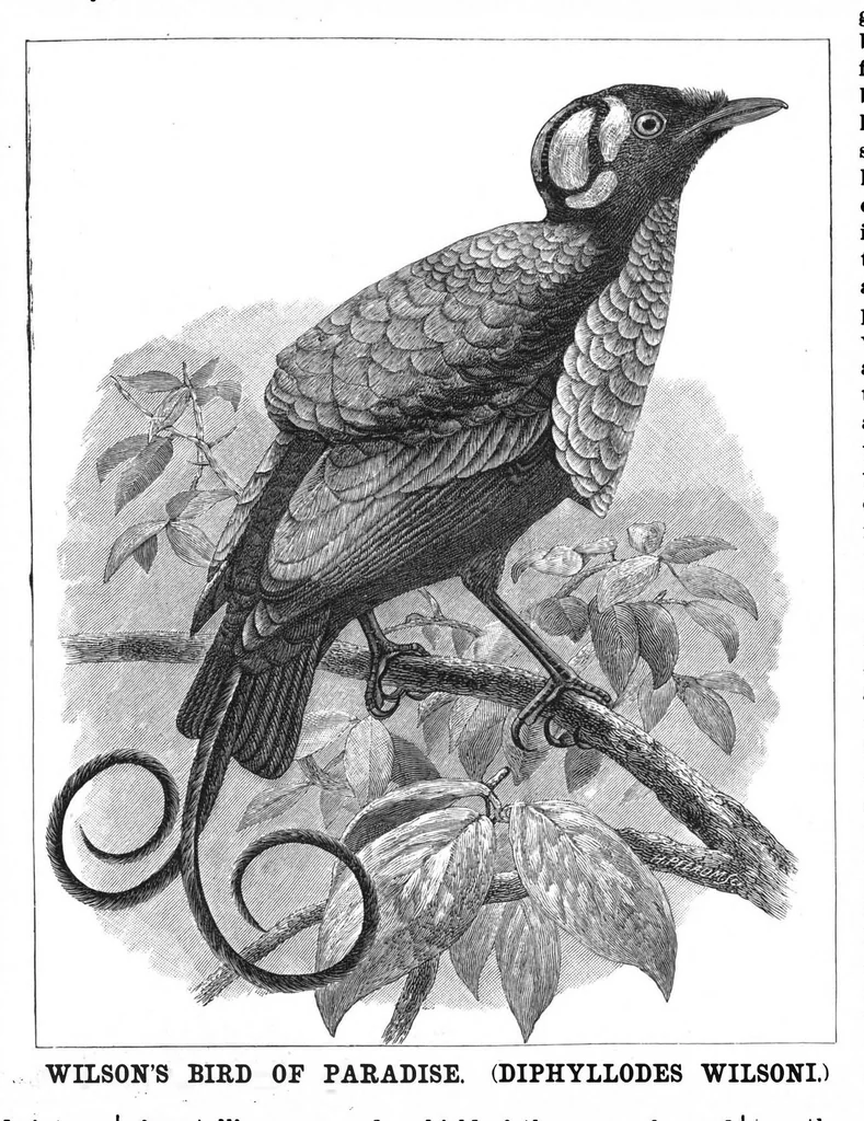 An illustration from Scientific American, Vol. 57, No. 14 (October 1887), 1887, leaf 8