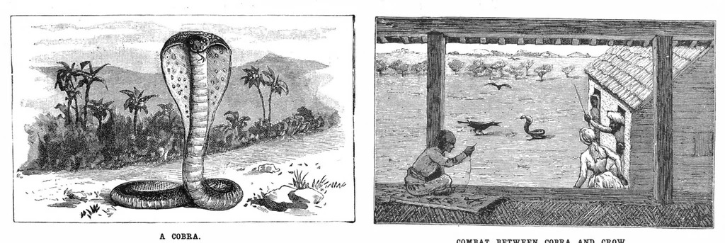 An illustration from Scientific American, Vol. 58, No. 2 (January 1888), 1888, leaf 7