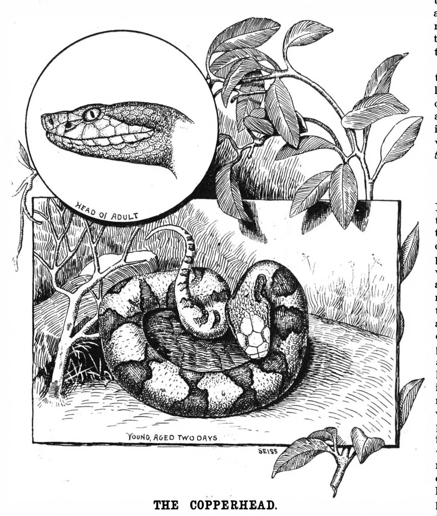 An illustration from Scientific American, Vol. 58, No. 7 (February 1888), 1888, leaf 8