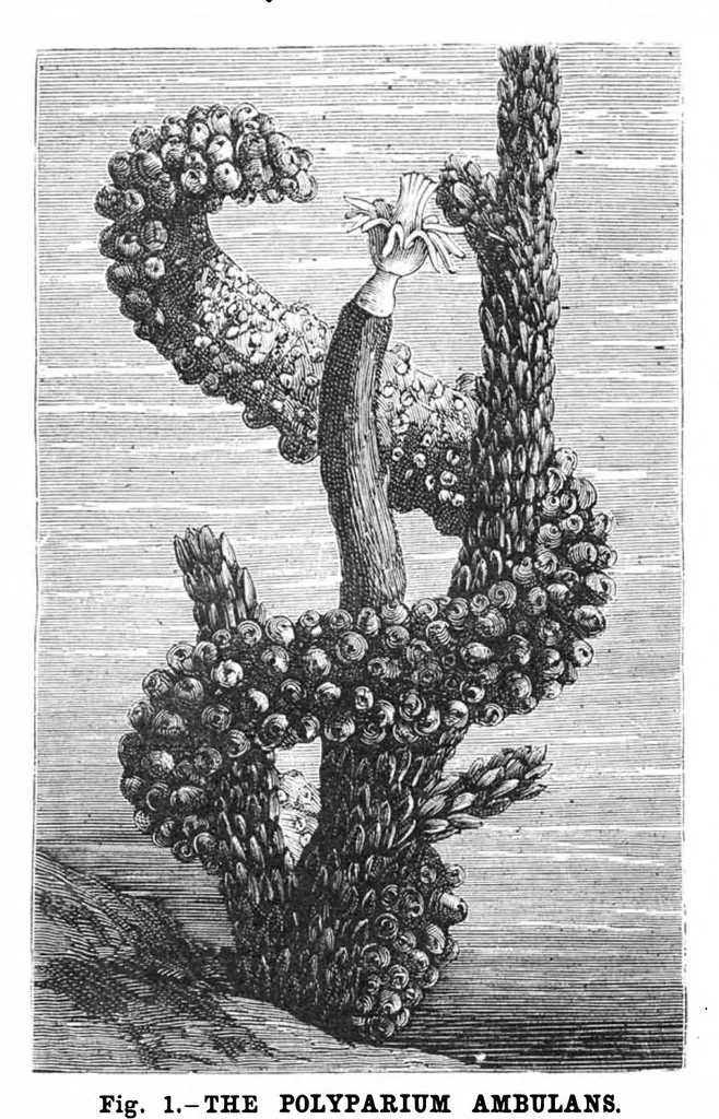 An illustration from Scientific American, Vol. 59, No. 9 (September 1888), 1888, leaf 10