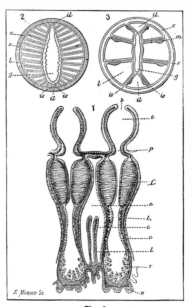 An illustration from Scientific American, Vol. 59, No. 9 (September 1888), 1888, leaf 10