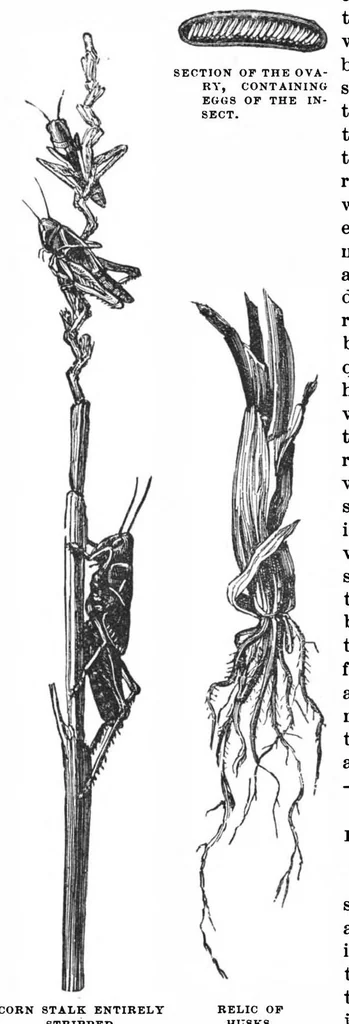 An illustration from Scientific American, Vol. 59, No. 9 (September 1888), 1888, leaf 8