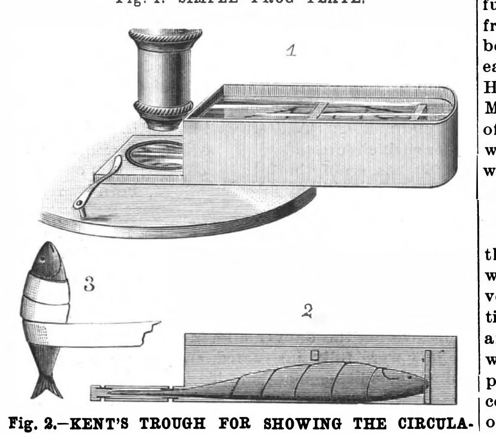 An illustration from Scientific American, Vol. 59, No. 19 (November 1888), 1888, leaf 4